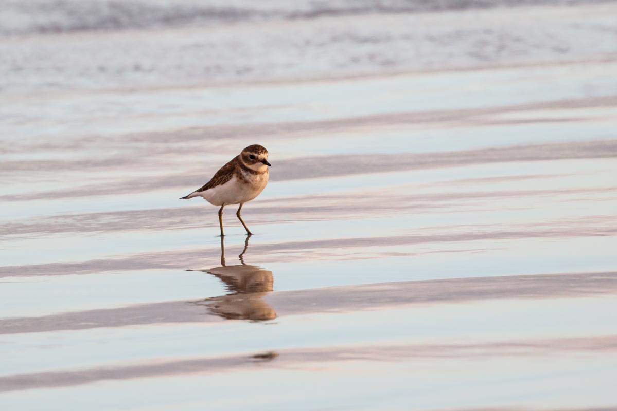 Double-banded plover (Charadrius bicinctus), Piccaninnie Ponds Conservation P, Wye, South Australia, Australia, 2016-04-09 Double-banded plover (Charadrius bicinctus)